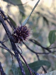 Apiomorpha excupula