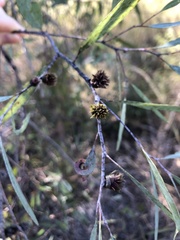 Apiomorpha excupula