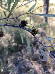 Apiomorpha excupula
