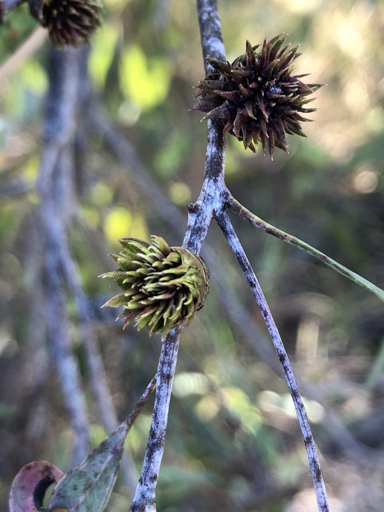 Apiomorpha excupula