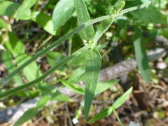 Silene lemmonii