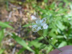 Silene lemmonii