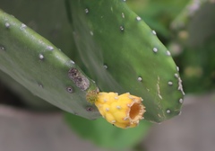 Opuntia cochenillifera