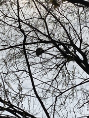 Erethizontidae