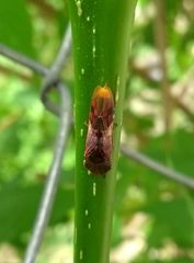 Homalodisca vitripennis