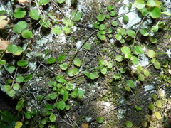 Wahlenbergia rupestris