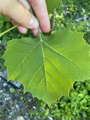 Platanus occidentalis