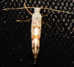 Argyresthia thuiella