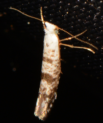 Argyresthia thuiella