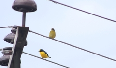 Euphonia laniirostris