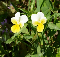Bracteolatae