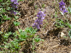 Lupinus grayi