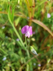 Lathyrus hirsutus