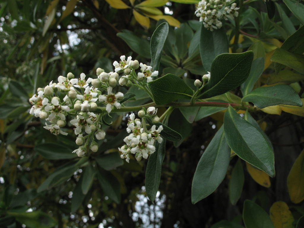 Escallonia discolor