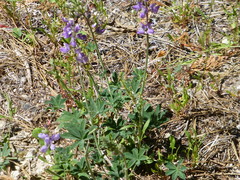Lupinus grayi