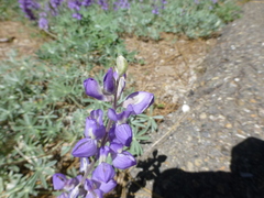 Lupinus grayi