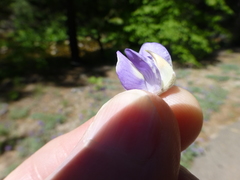 Lupinus grayi