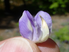 Lupinus grayi