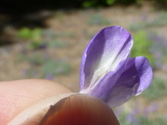 Lupinus grayi