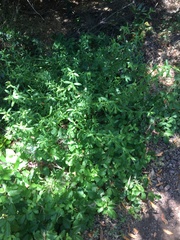 Baccharis plummerae plummerae