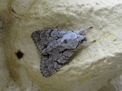 Acronicta psi