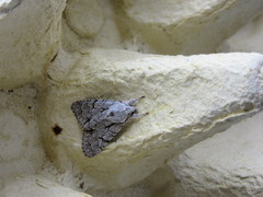 Acronicta psi