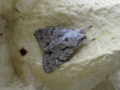 Acronicta psi