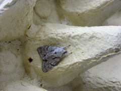 Acronicta psi