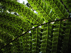 Dryopteris wallichiana