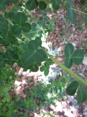 Cytisophyllum sessilifolium