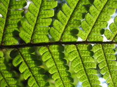 Dryopteris wallichiana