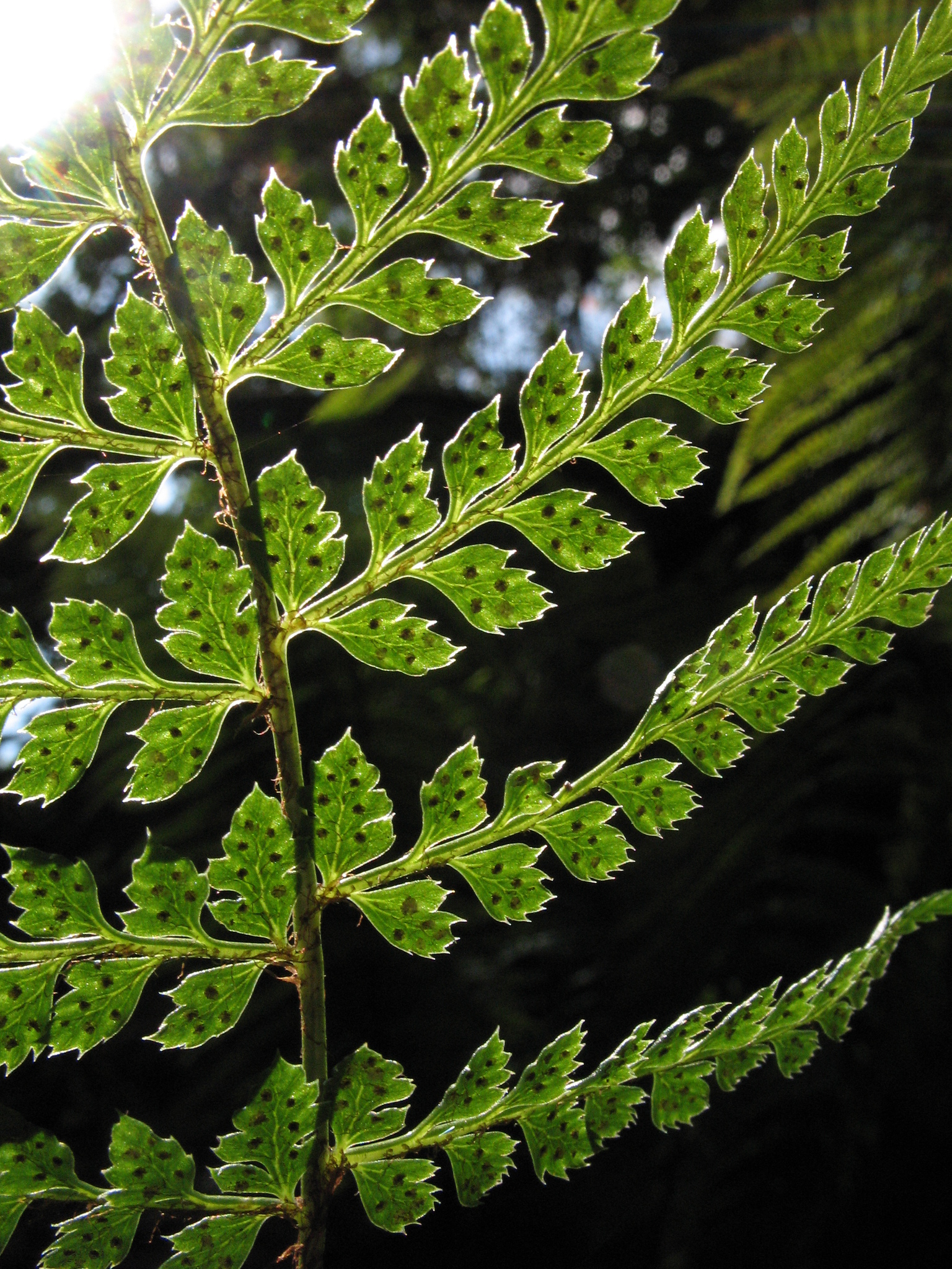 Polystichum muricatum