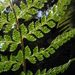 Mexican Prickly Holly Fern - Photo (c) Mateo Hernandez Schmidt, some rights reserved (CC BY-NC-SA), uploaded by Mateo Hernandez Schmidt