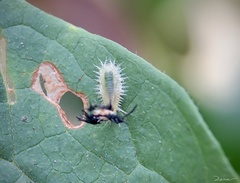 Deloyala guttata