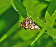 Pyrausta generosa
