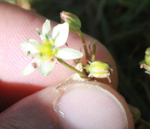 Erythraeidae