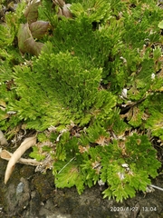 Selaginella pilifera