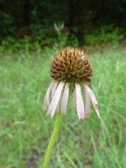 Echinacea atrorubens