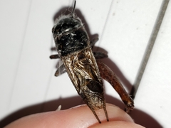Gryllus rubens