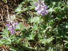 Lupinus grayi