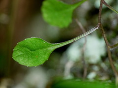 Wahlenbergia rupestris