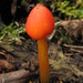 Hygrocybe sect hygrocybe - Photo (c) Mateo Hernandez Schmidt, some rights reserved (CC BY-NC-SA), uploaded by Mateo Hernandez Schmidt