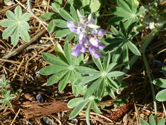 Lupinus grayi