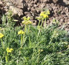 Lomatium caruifolium