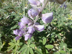 Lupinus grayi