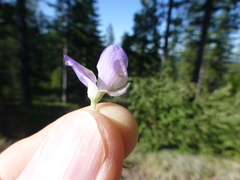 Lupinus grayi