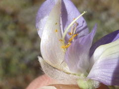 Lupinus grayi