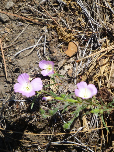 Glandular clarkia (Clarkia arcuata)