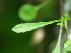 Wahlenbergia rupestris