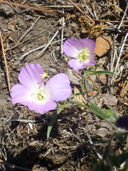 Clarkia arcuata